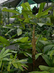 Licuala platydactyla