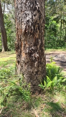 Eucalyptus fastigata