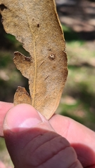 Eucalyptus fastigata