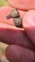 Eucalyptus fastigata