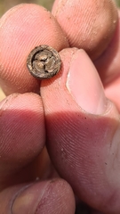 Eucalyptus fastigata