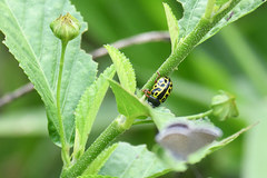 Calligrapha matronalis