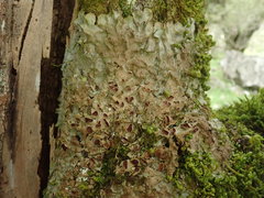 Lobaria adscripta