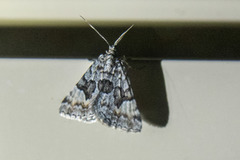 Dichromodes anelictis