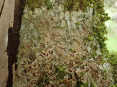 Lobaria adscripta