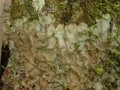 Lobaria adscripta