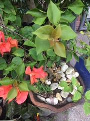 Bougainvillea spectabilis