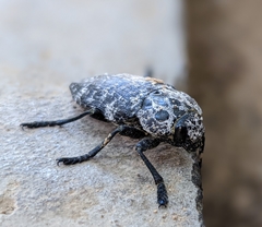 Capnodis cariosa