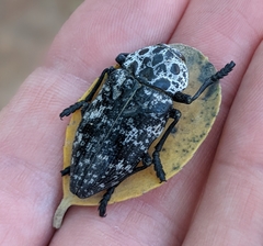 Capnodis cariosa