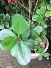 Ficus microcarpa