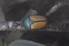 Eudicella smithi