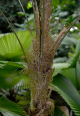 Licuala platydactyla