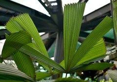 Licuala platydactyla