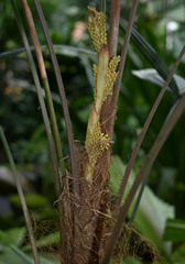 Licuala platydactyla