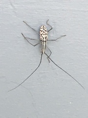 Macrochenus isabellinus