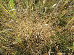 Cleistogenes squarrosa