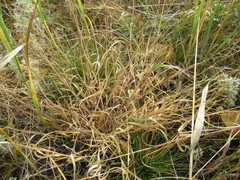 Cleistogenes squarrosa