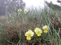 Viola oreades