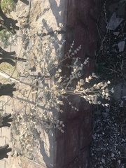 Salvia aethiopis