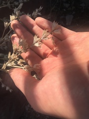 Salvia aethiopis