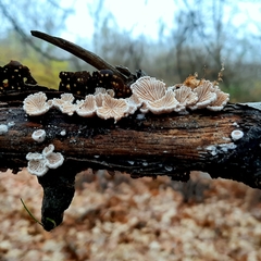 Schizophyllum commune