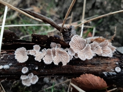 Schizophyllum commune