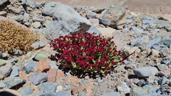 Cistanthe celosioides