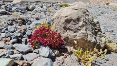 Cistanthe celosioides