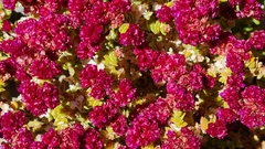 Cistanthe celosioides