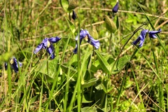 Clematis integrifolia
