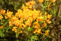 Chamaecytisus