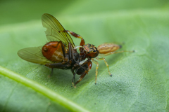 Indopadilla insularis