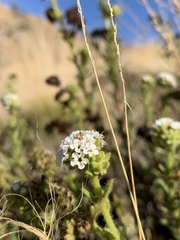 Heliotropium asperrimum