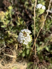 Heliotropium asperrimum