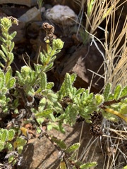 Heliotropium asperrimum