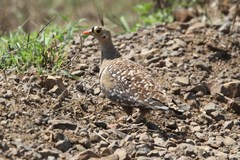 Pterocles bicinctus multicolor