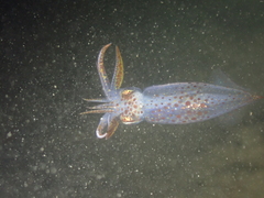 Alloteuthis