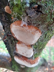 Phellinus