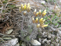 Draba cuspidata