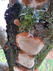Phellinus