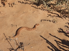Bitis schneideri