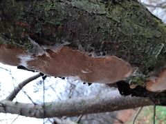 Phellinus