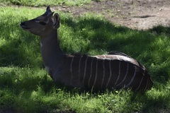 Tragelaphus imberbis