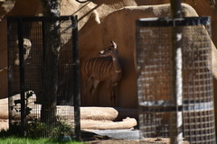 Tragelaphus imberbis