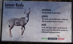 Tragelaphus imberbis