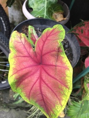 Caladium bicolor