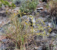 Dioscorea hemicrypta