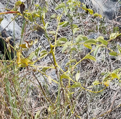 Dioscorea hemicrypta