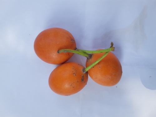 African mangosteen