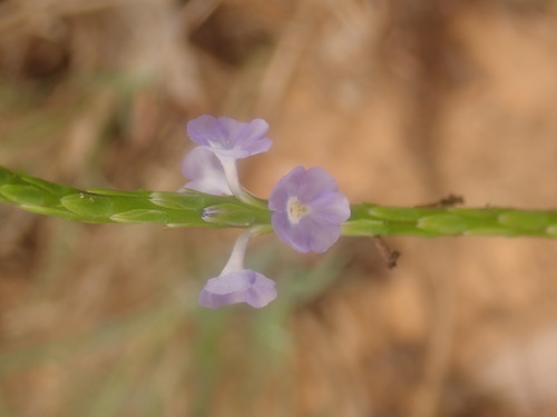 Stachytarpheta jamaicensis image